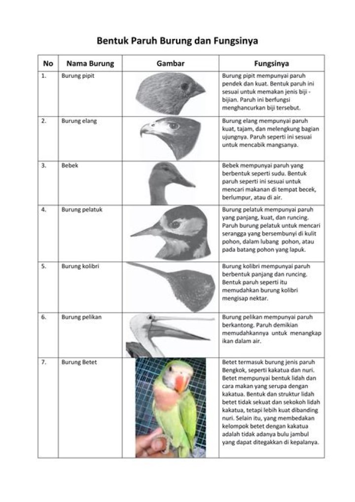 Apakah burung pipit behabitat di sawah?