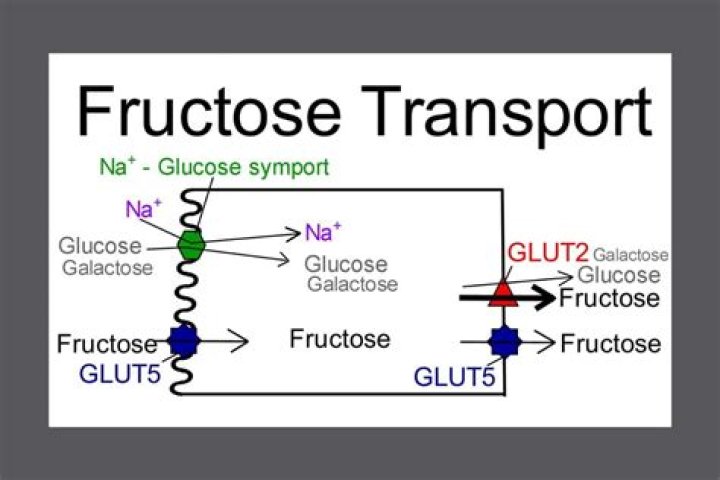 Can you reverse fructose malabsorption?