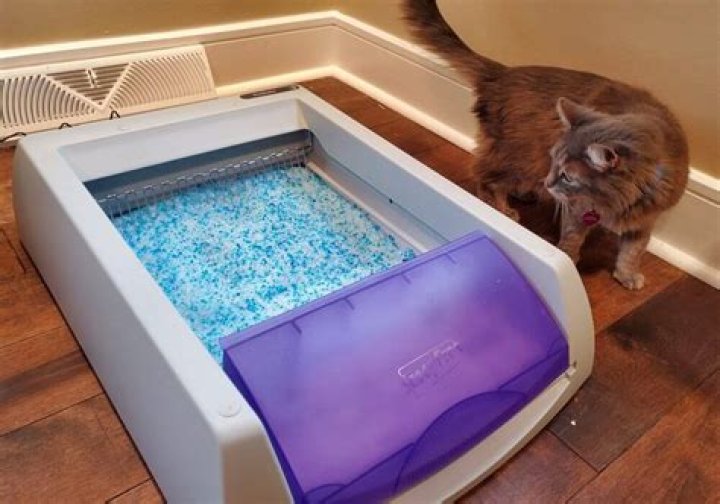Can you use regular litter in ScoopFree?