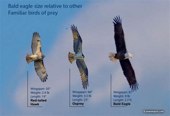 How big does an eagles wingspan get?