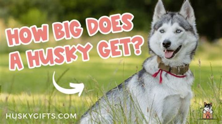 How big does Choisya get?