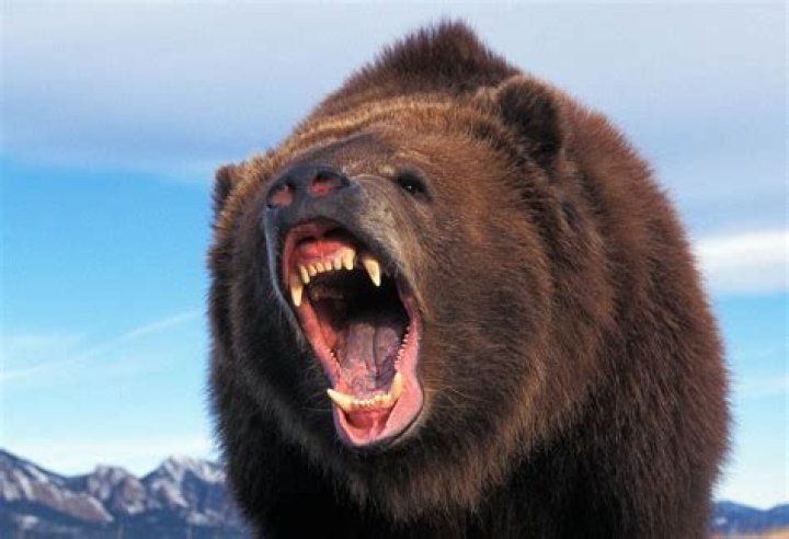 How big is the biggest Kodiak bear in the world?