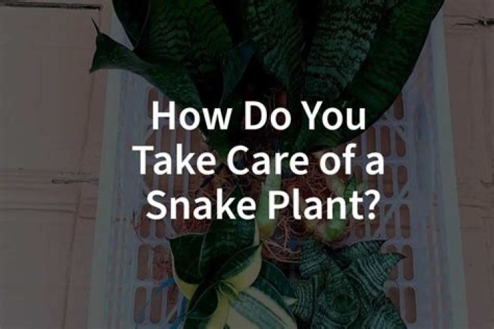 How do you take care of a candle plant?