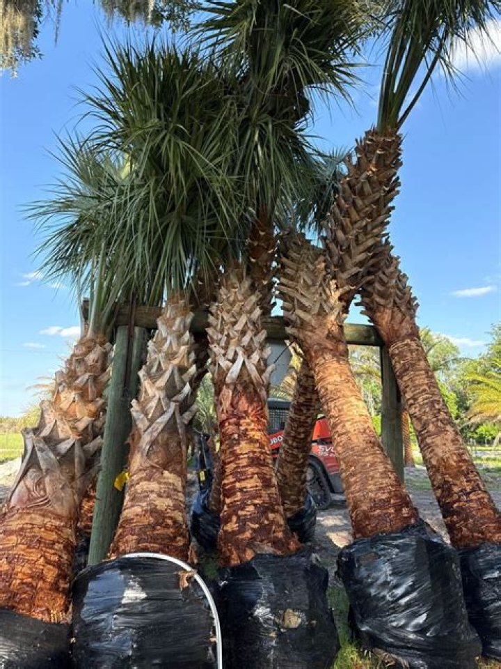 How fast do Sabal palmetto trees grow?