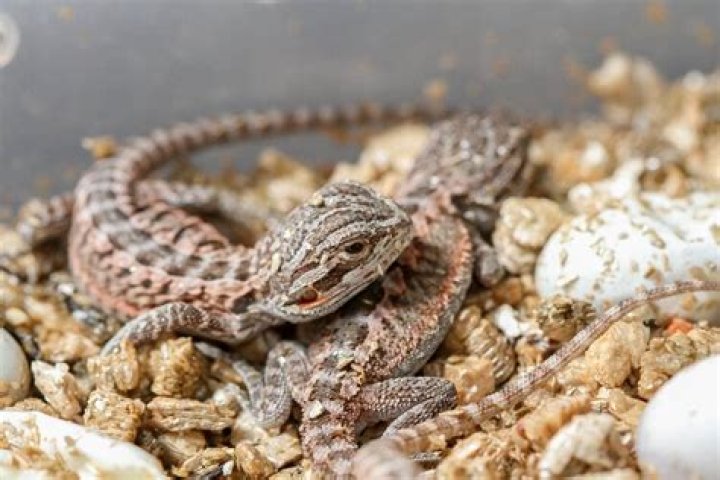 How much does a bearded dragon baby cost?
