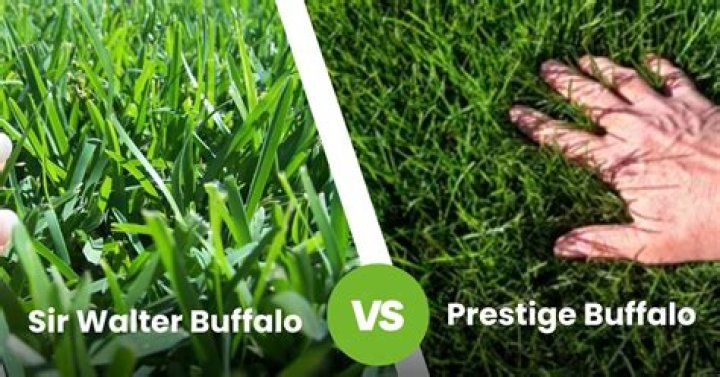 Is Sir Walter buffalo grass good?