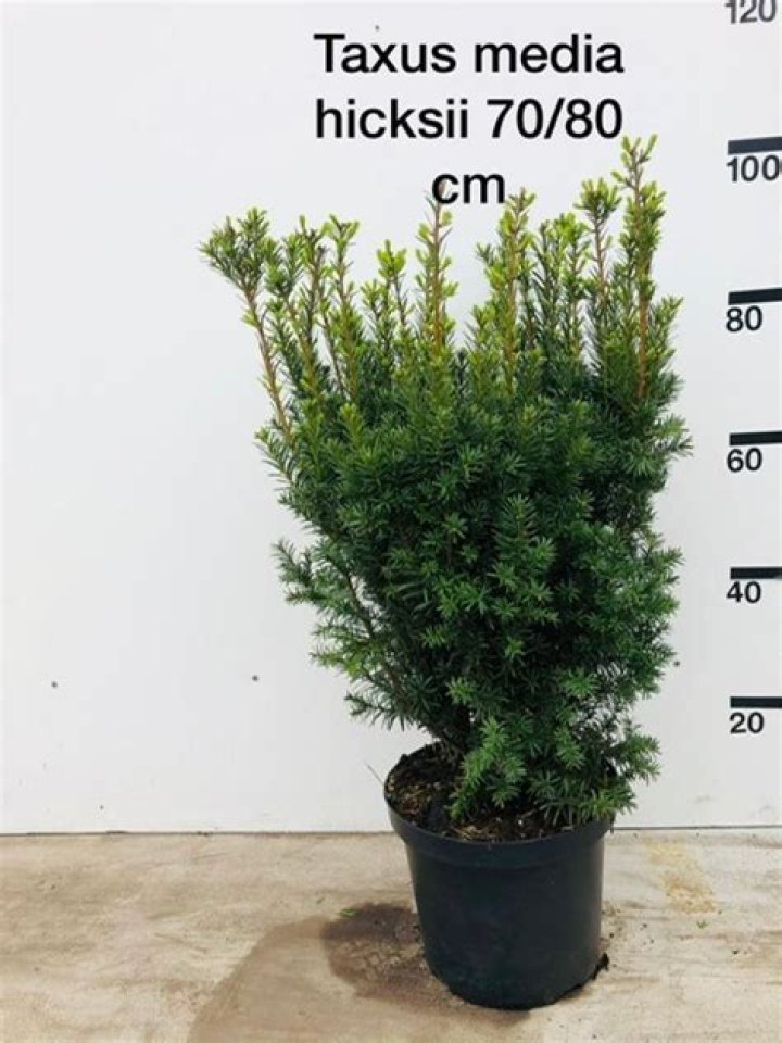 Is taxtaxus X Media hicksii a good hedge plant?