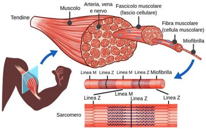 Qual e la massa muscolare della creatinina?