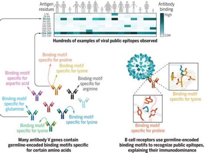 What are immunodominant groups?