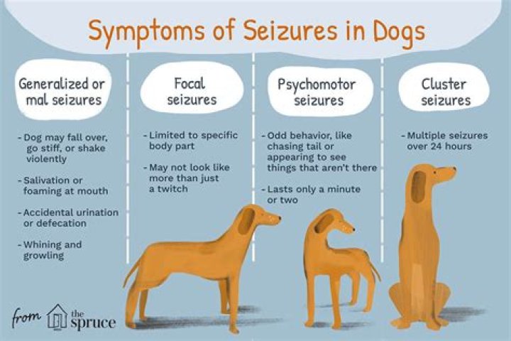 What are the signs of a dog having a seizure?