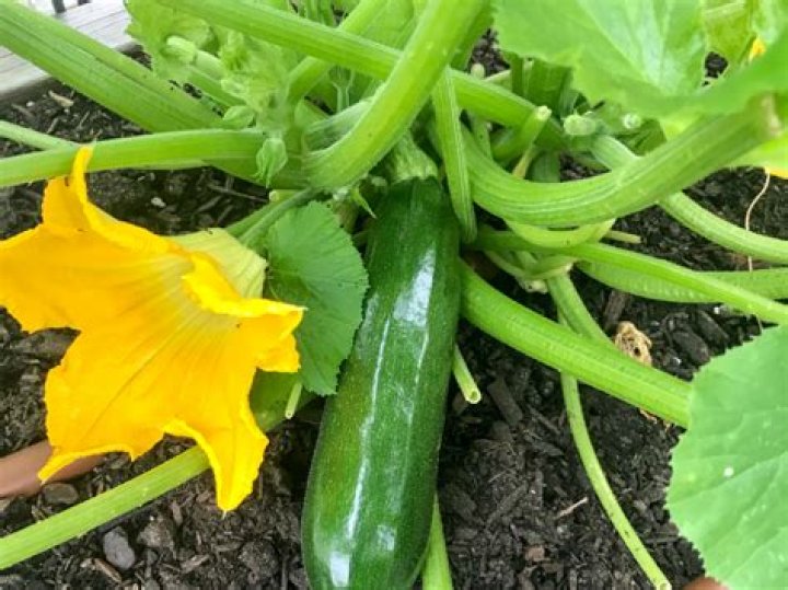 What can you grow in Georgia in the winter?
