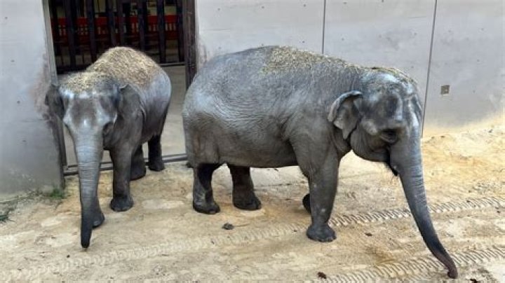 What diapers have elephants on them?