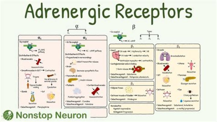 What do alpha adrenergic receptors do?