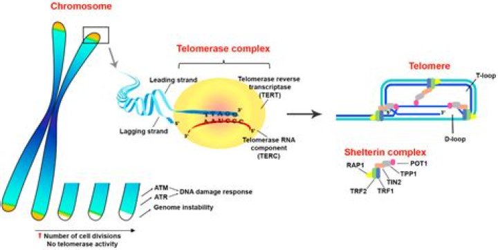 What gene is responsible for telomerase?