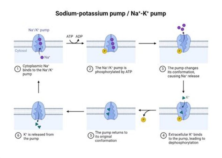 What happens when there is an influx of sodium ions?