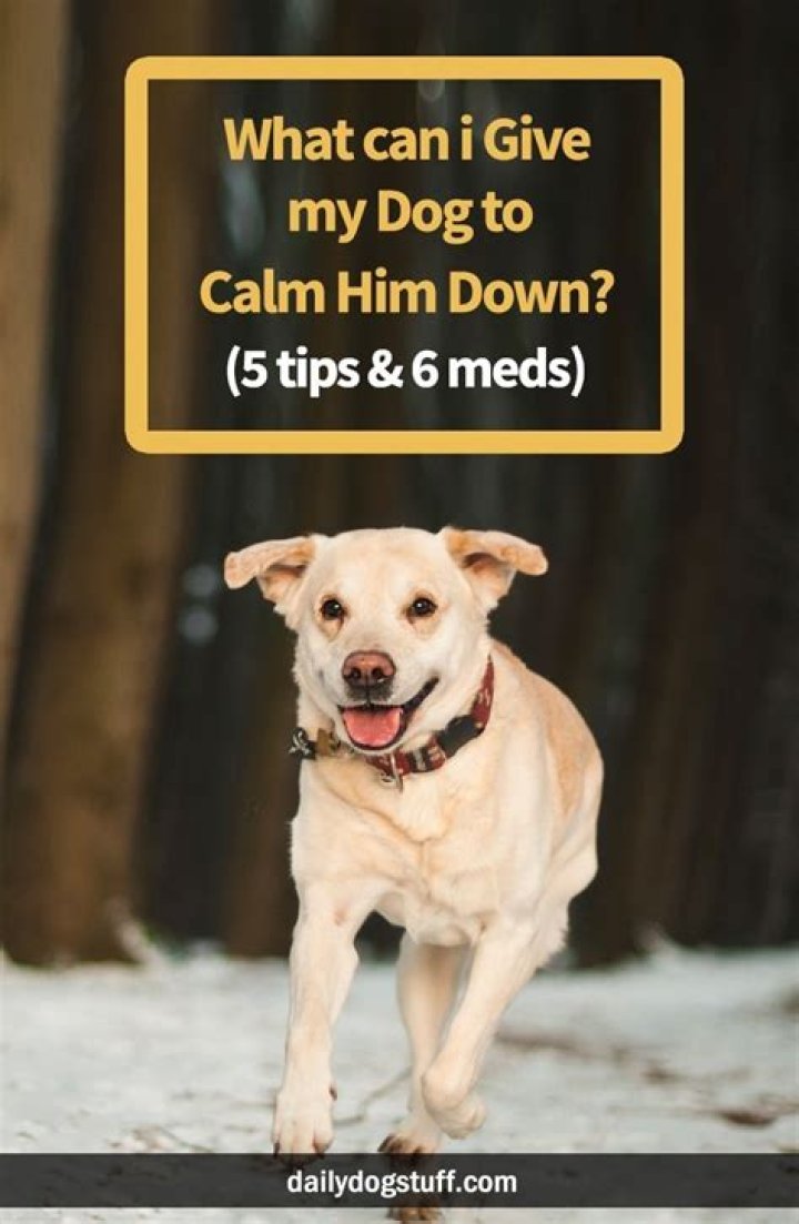 What herbs can I give my dog to calm him down?