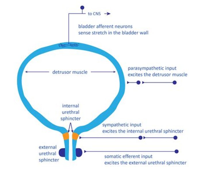 What is normal detrusor pressure?