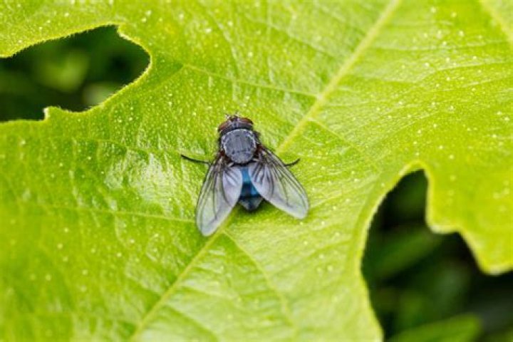 What taxonomic order do blowflies belong to?