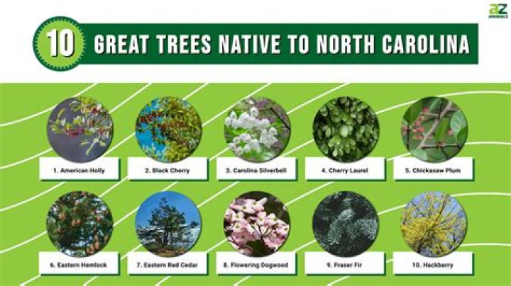 What tree is native to Florida?