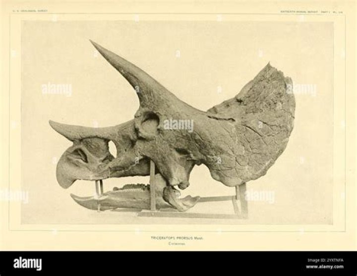 Where are Triceratops located?