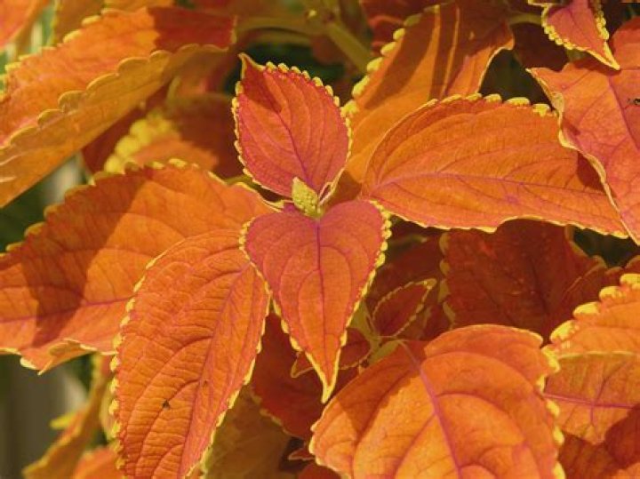 Which plant does not have green leaves?